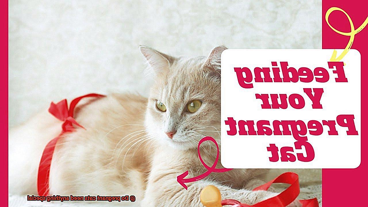 Do pregnant cats need anything special-2