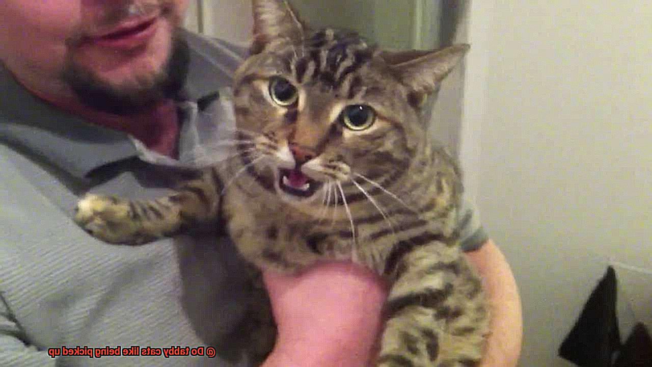 Do tabby cats like being picked up-2