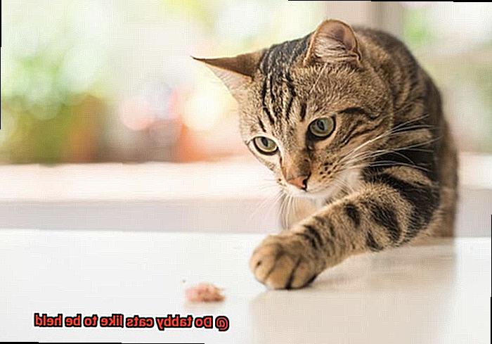 Do tabby cats like to be held-2