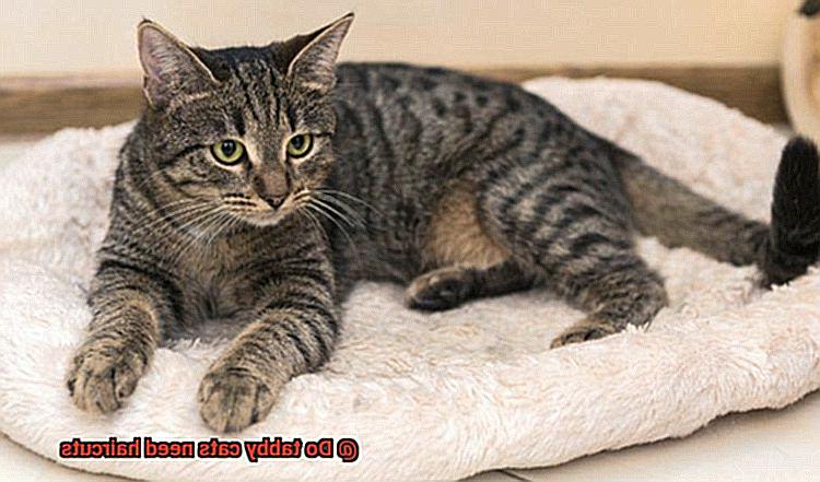 Do tabby cats need haircuts-3