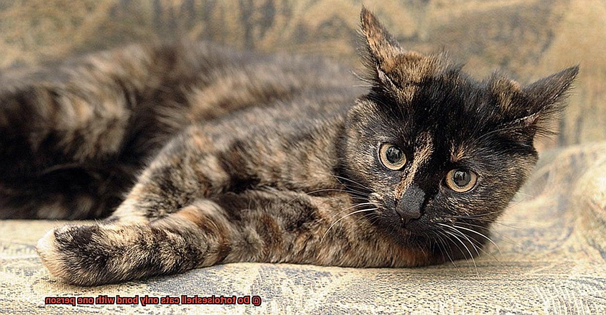 Do tortoiseshell cats only bond with one person-5