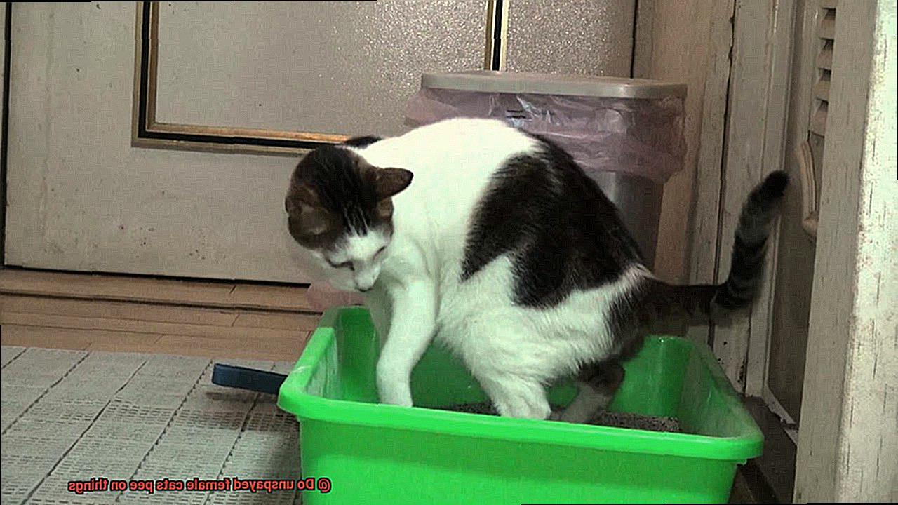 Do unspayed female cats pee on things-2