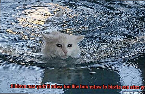 Do you know why cats are afraid of water and will not swim if they can avoid it-2