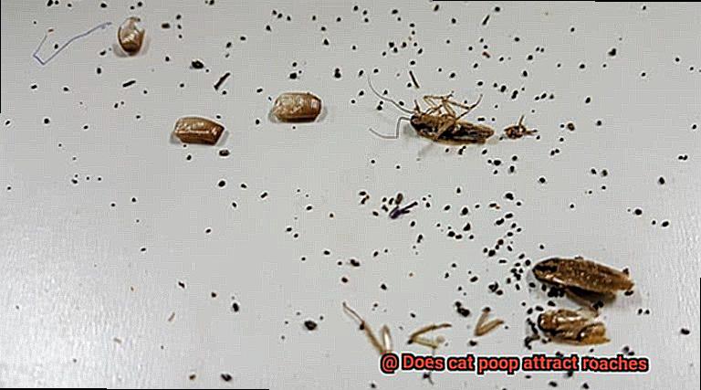 Does cat poop attract roaches-3
