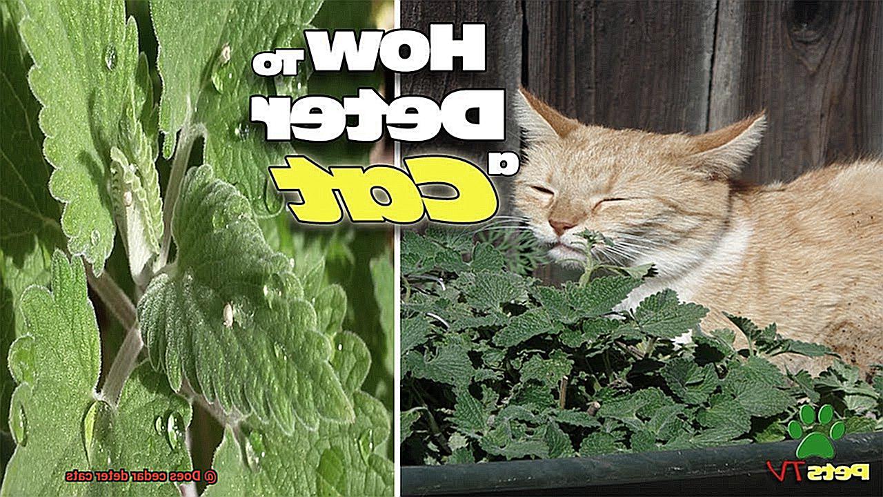 Does cedar deter cats-5