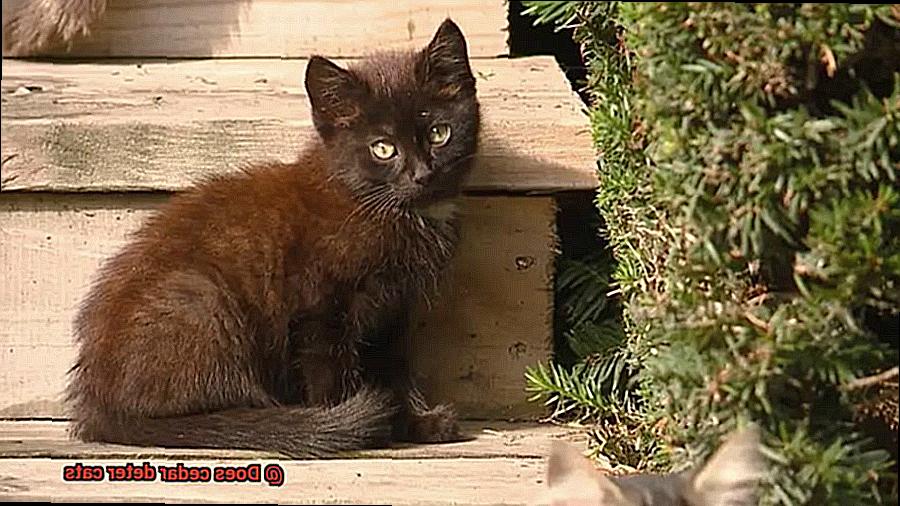 Does cedar deter cats-4
