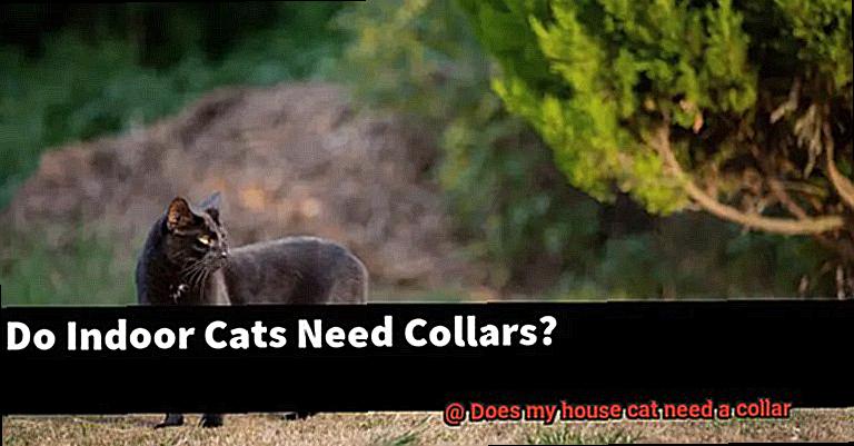 Does my house cat need a collar-3