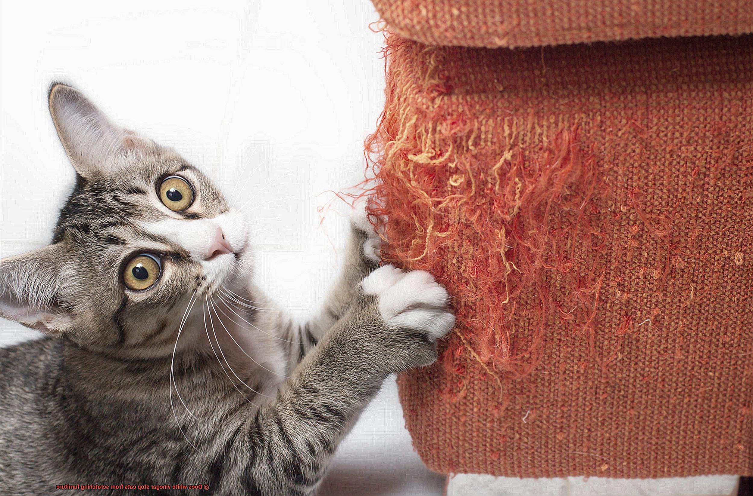 Does white vinegar stop cats from scratching furniture-2