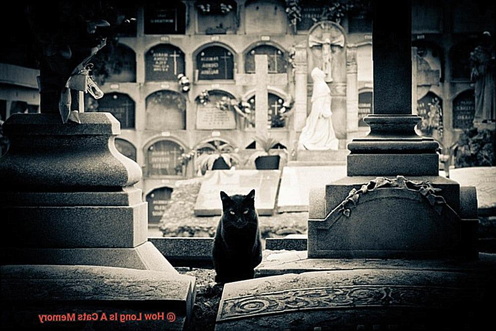 How Long Is A Cats Memory 21Cats How long is a cats memory 21cats