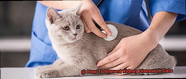 How To Prevent Kidney Disease In Cats-2