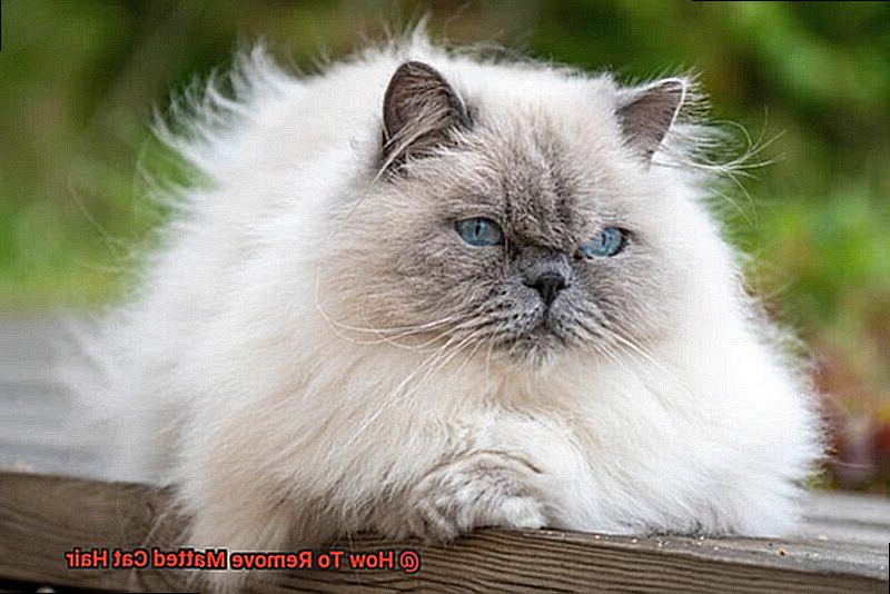 How To Remove Matted Cat Hair-2
