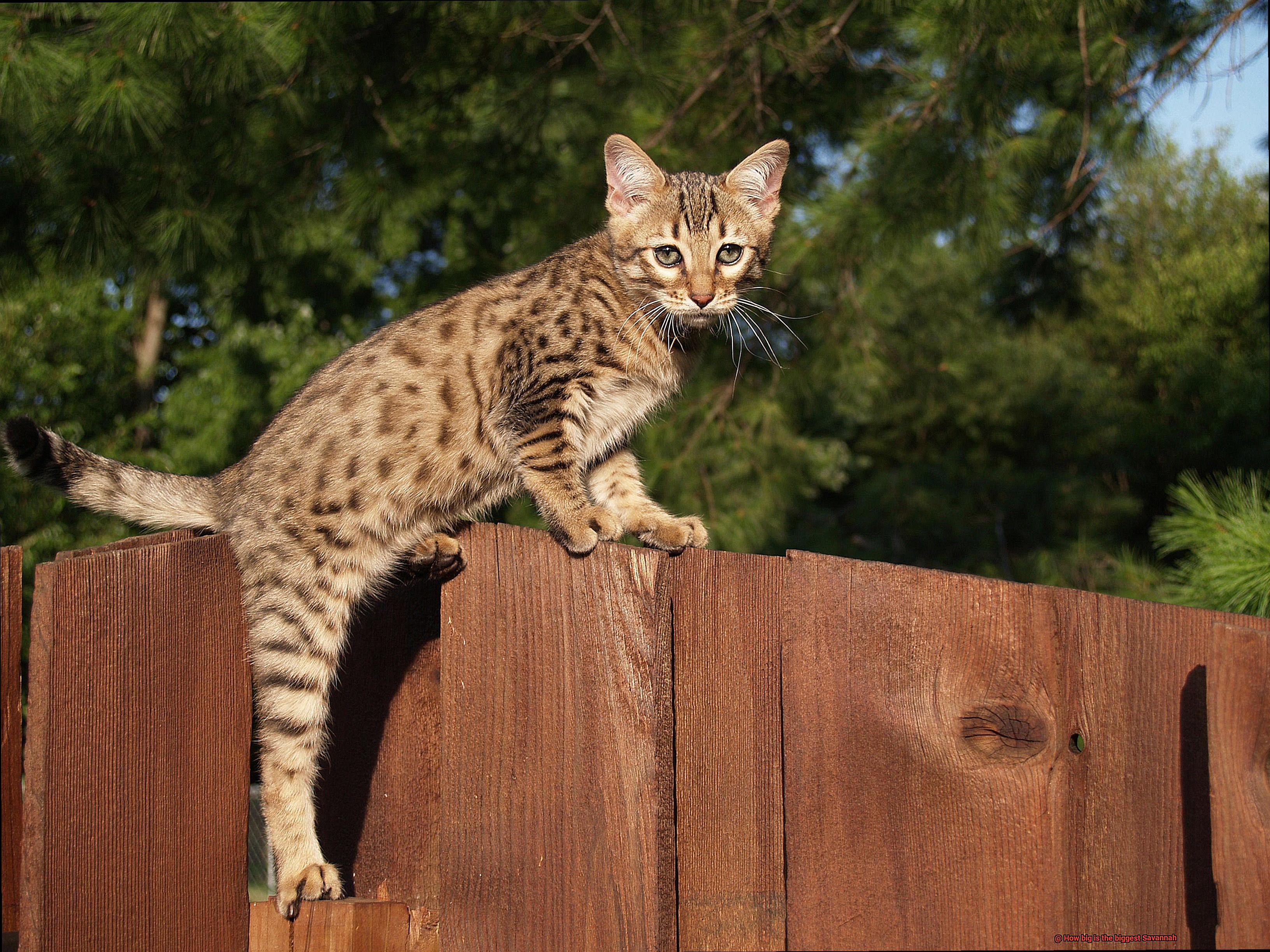 How big is the biggest Savannah-2