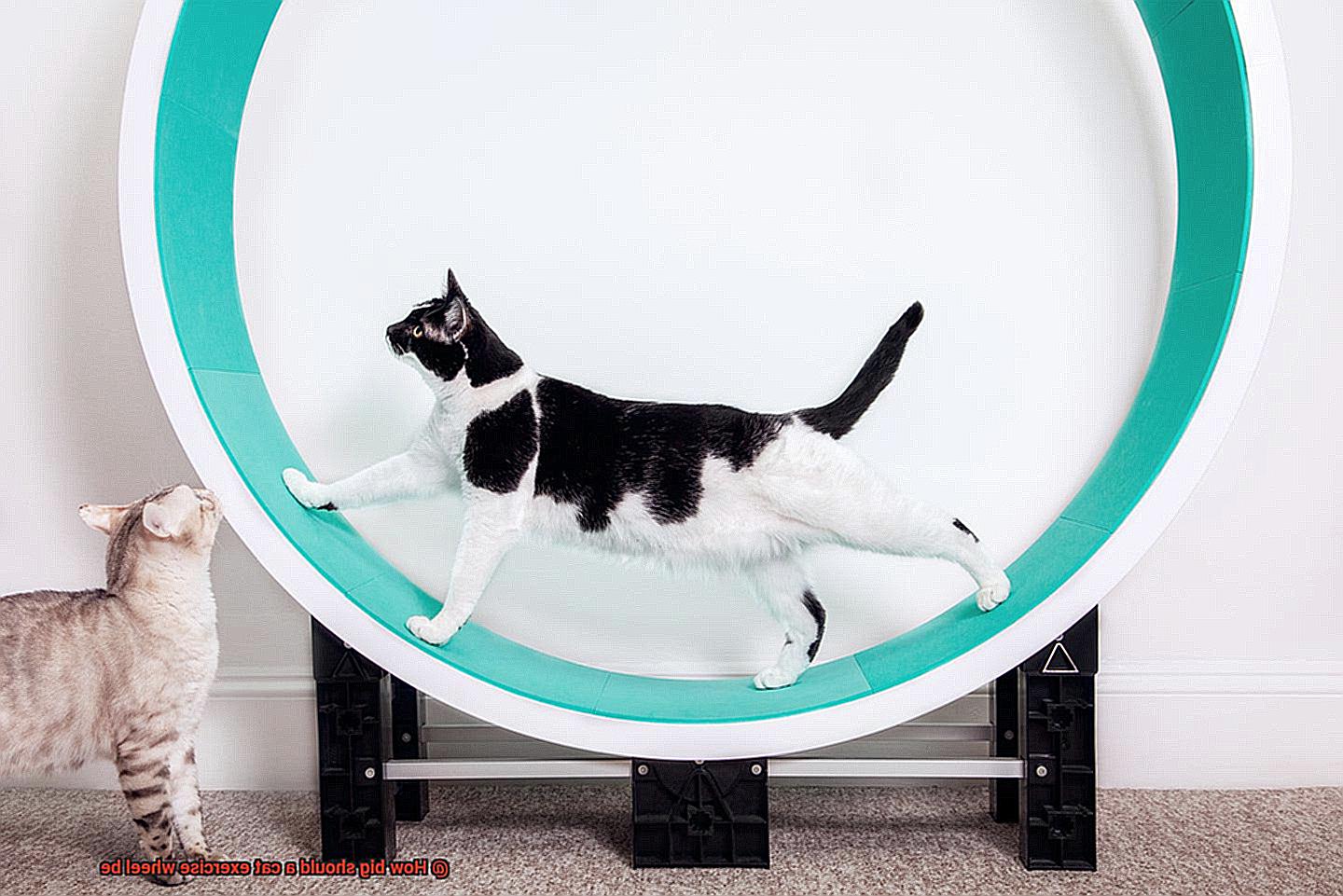 How big should a cat exercise wheel be-3