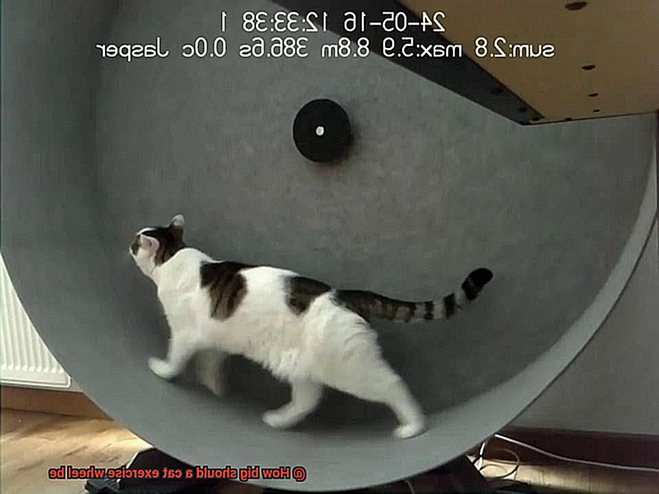 How big should a cat exercise wheel be-2