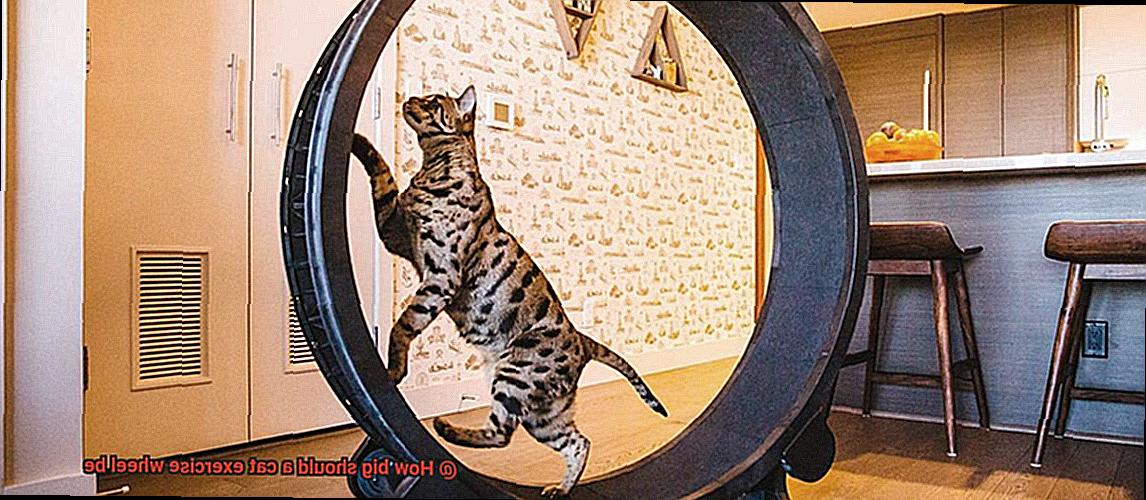 How big should a cat exercise wheel be-4