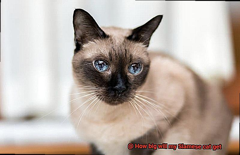 How big will my Siamese cat get-2