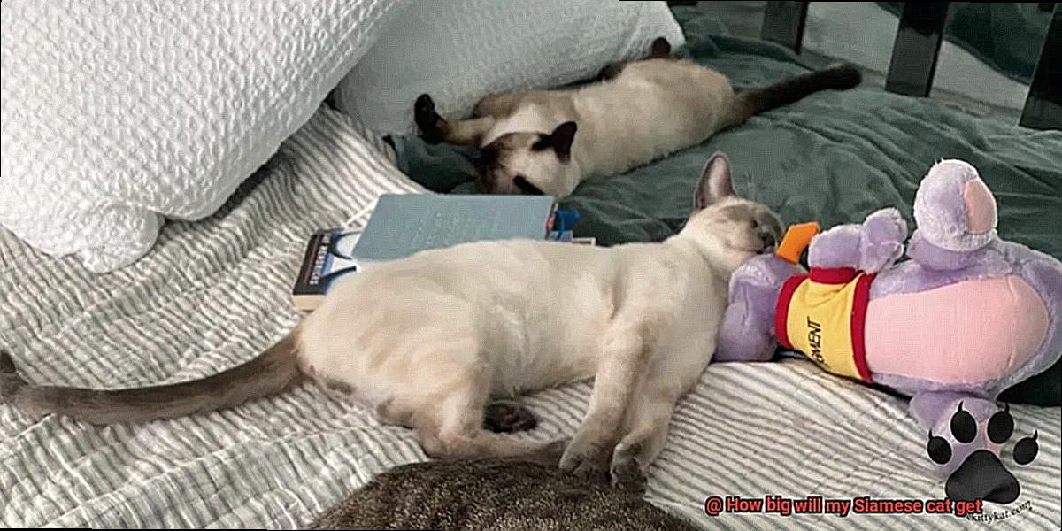 How big will my Siamese cat get-3
