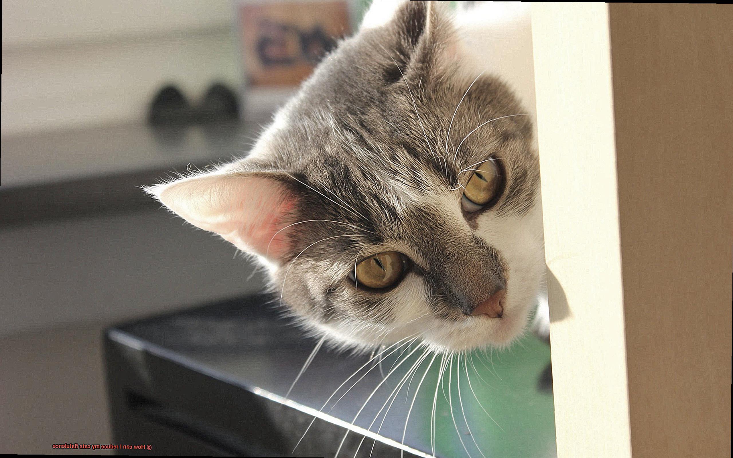 How can I reduce my cats flatulence-3