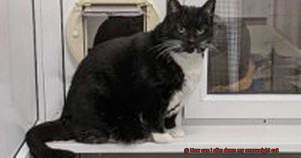 How can I slim down my overweight cat-2
