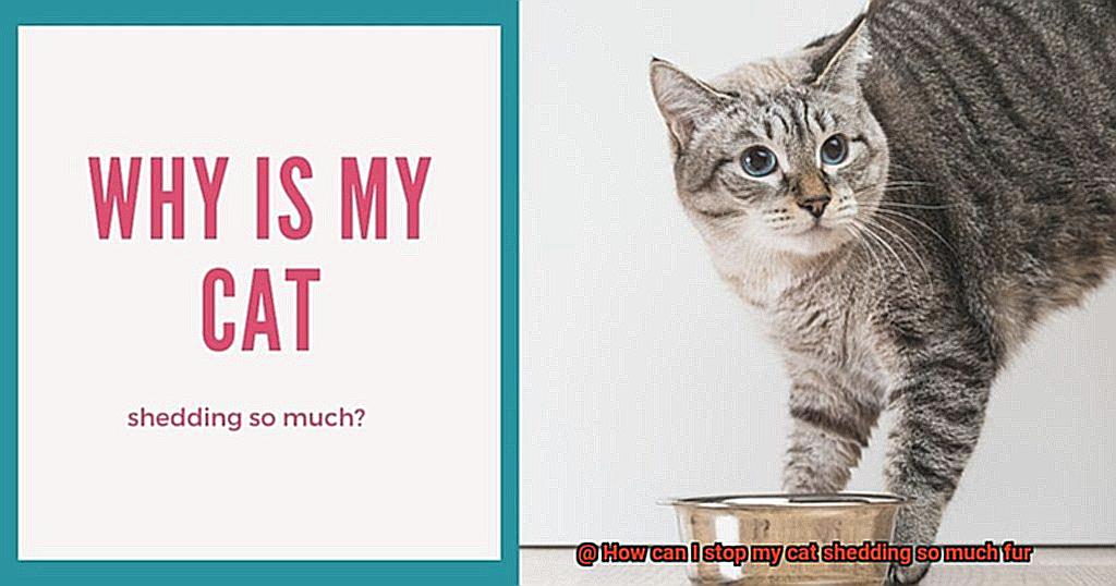 How can I stop my cat shedding so much fur-4