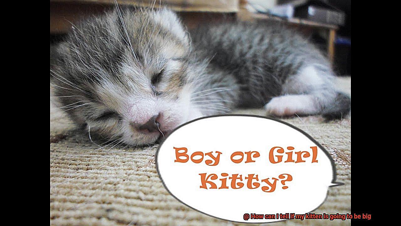 How can I tell if my kitten is going to be big-3