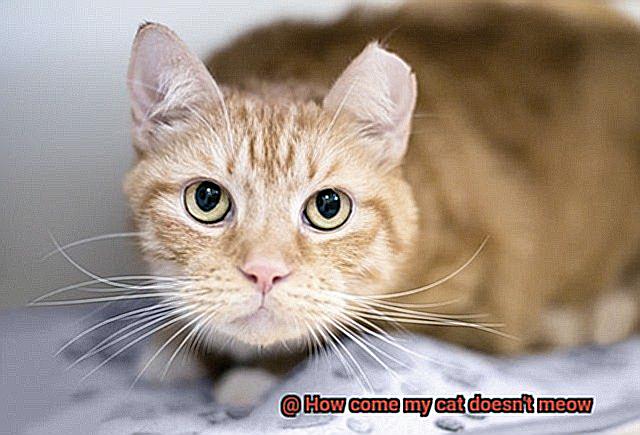 How come my cat doesn't meow-2