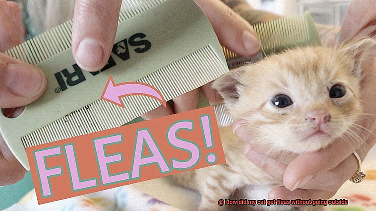How did my cat get fleas without going outside-3