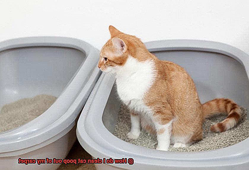 How do I clean cat poop out of my carpet-2