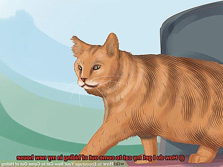 How do I get my cat to come out of hiding in my new house-3