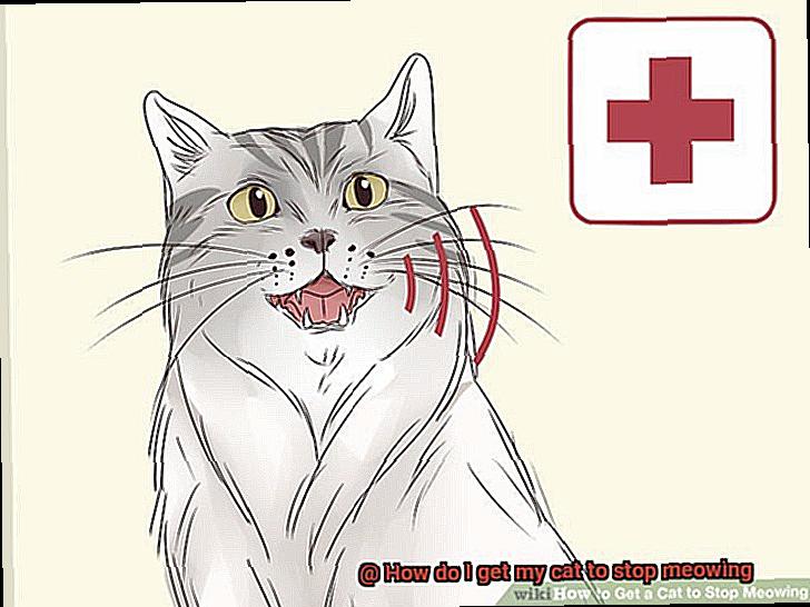 How do I get my cat to stop meowing-2