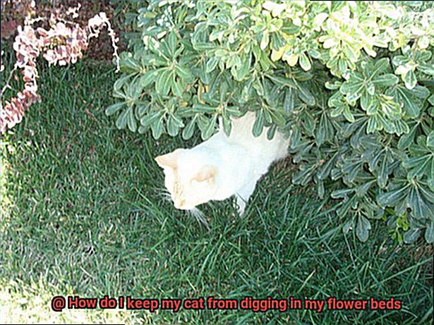 How do I keep my cat from digging in my flower beds-4