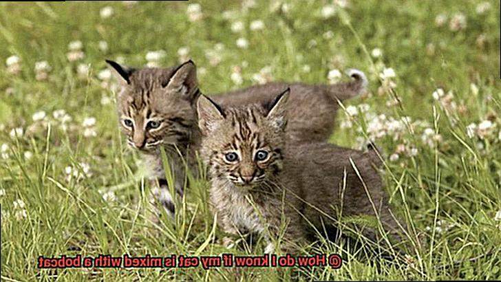 How do I know if my cat is mixed with a bobcat-3
