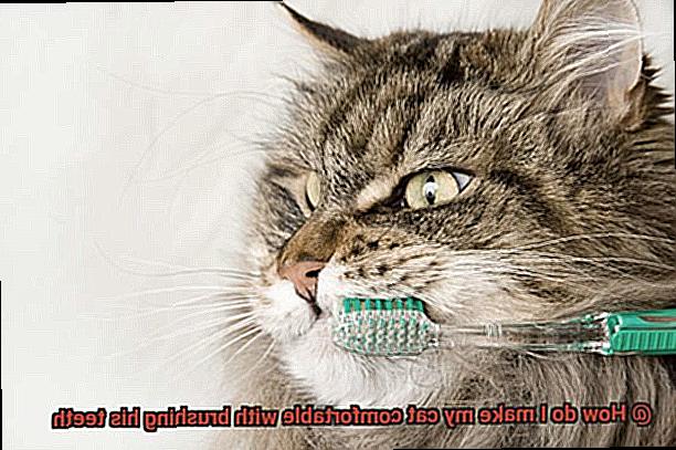 How do I make my cat comfortable with brushing his teeth-3