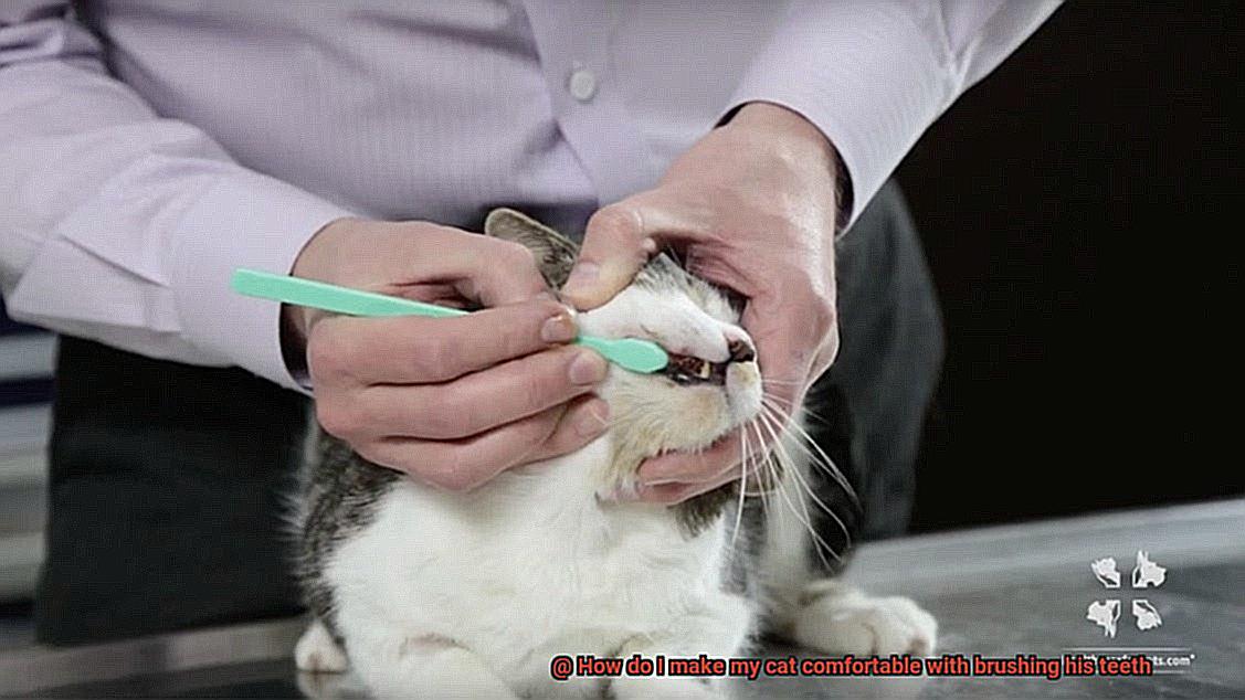 How do I make my cat comfortable with brushing his teeth-2