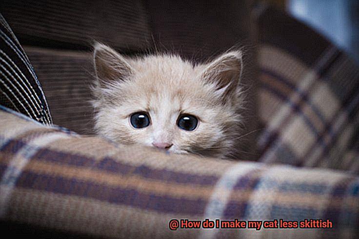 How do I make my cat less skittish-3