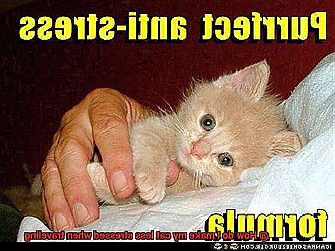 How do I make my cat less stressed when traveling-2