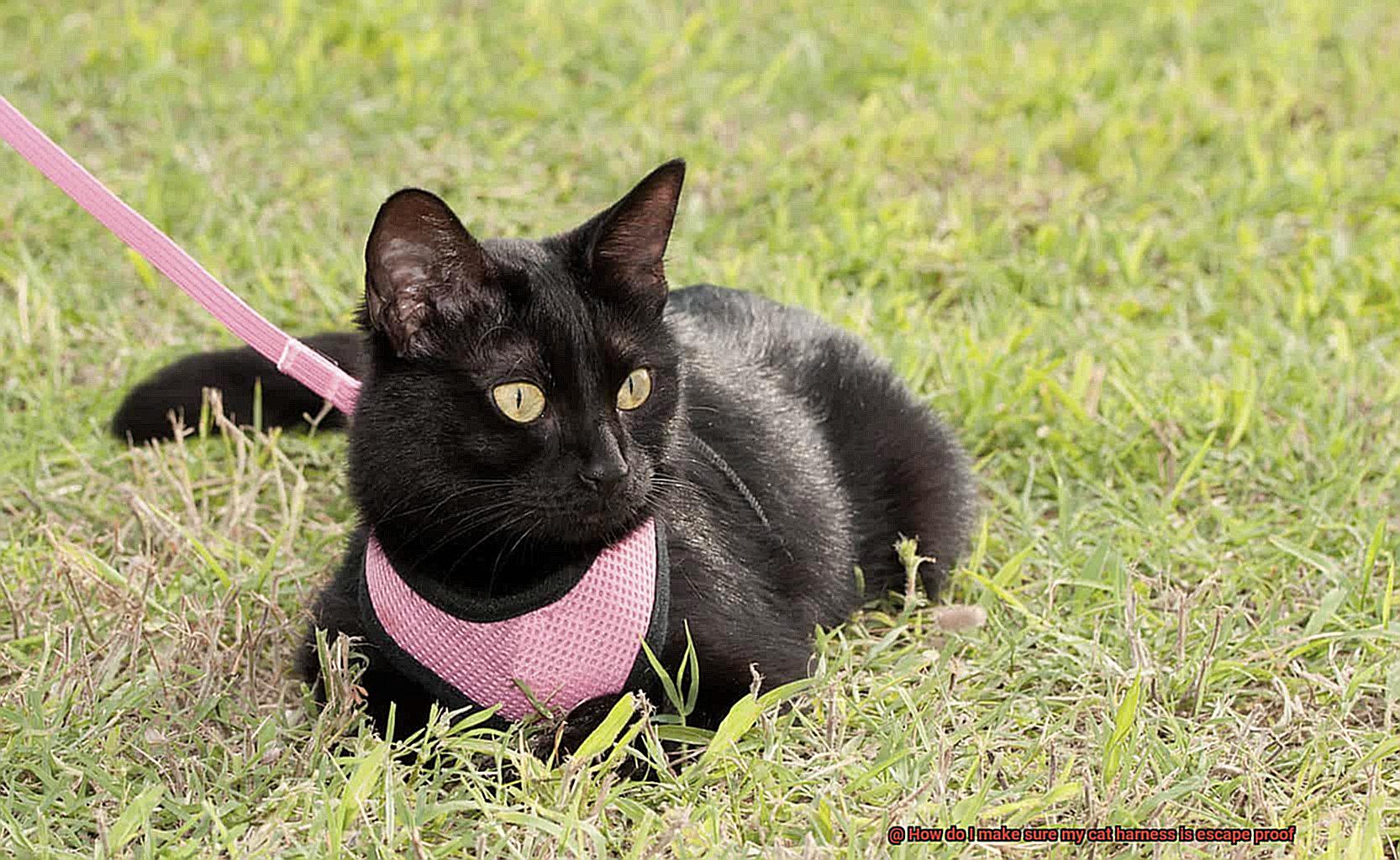 How do I make sure my cat harness is escape proof-2