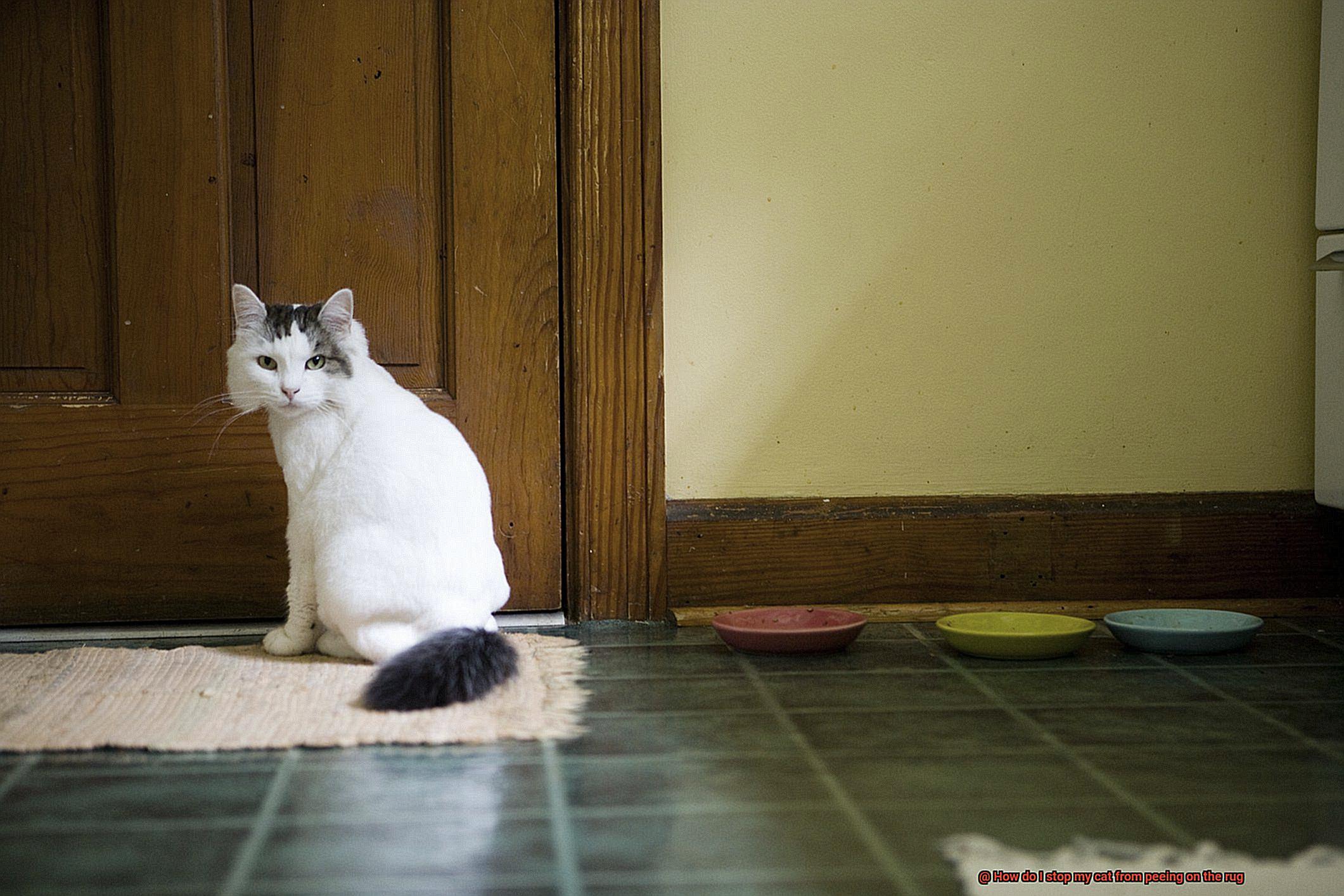 How do I stop my cat from peeing on the rug-3
