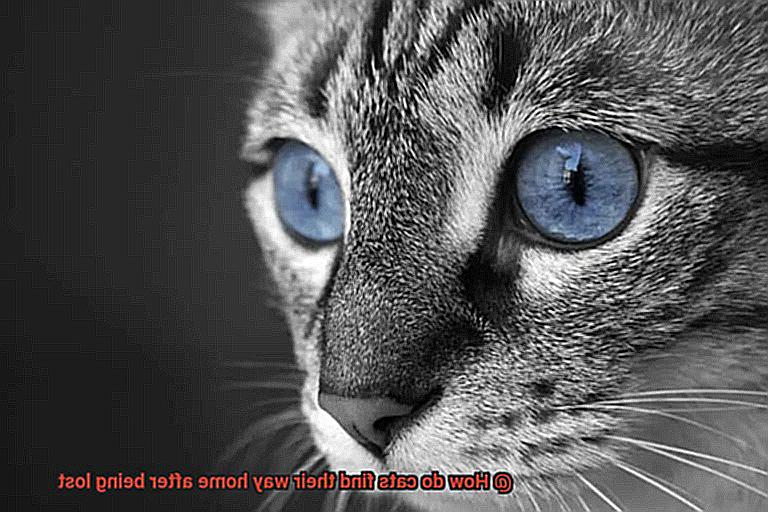 How do cats find their way home after being lost-2