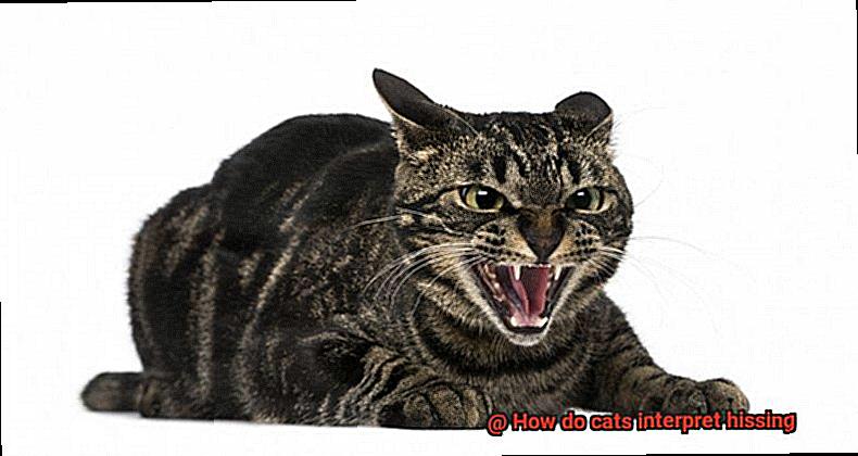 How do cats interpret hissing-3