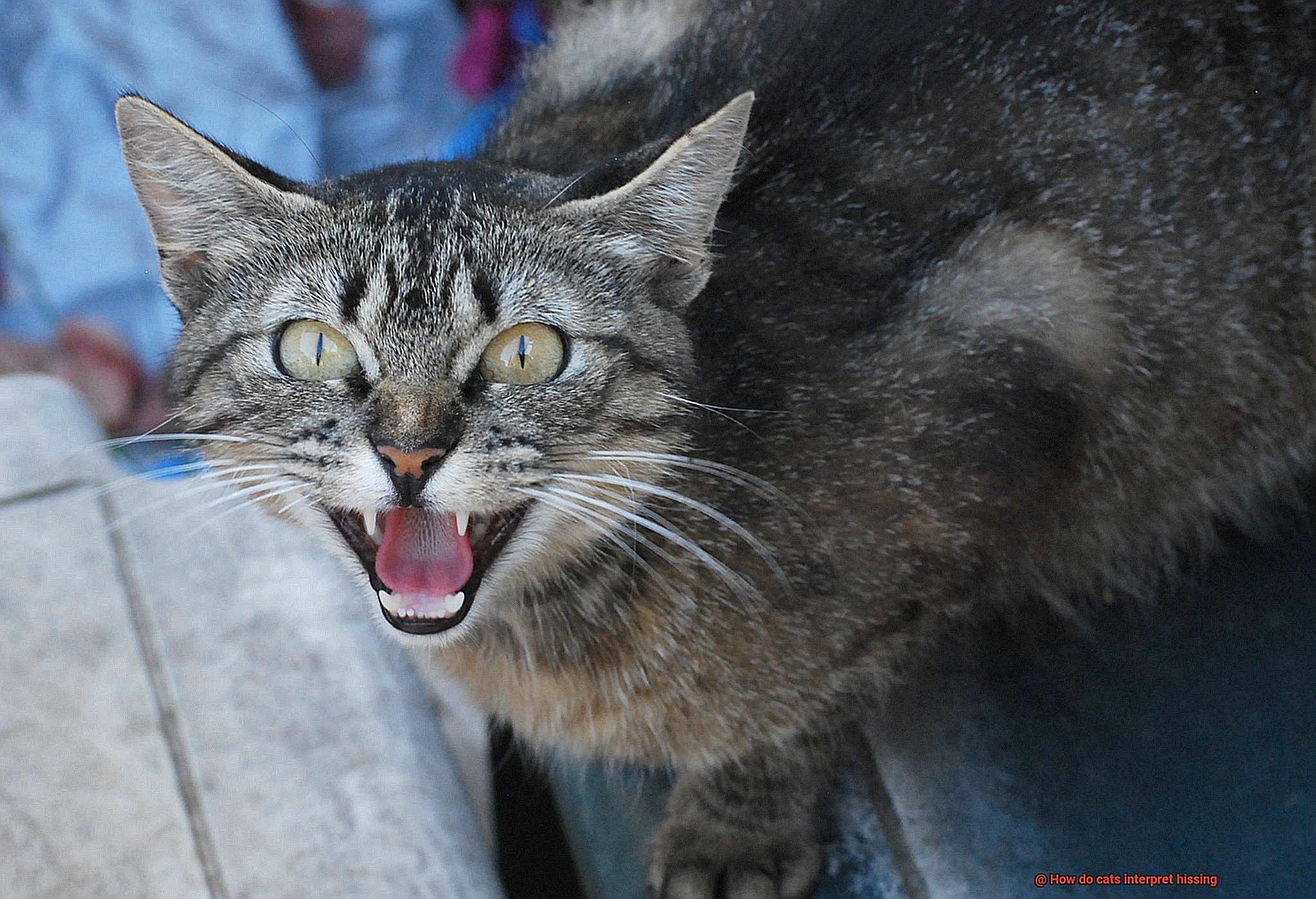 How do cats interpret hissing-2