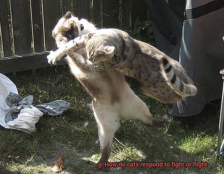 How do cats respond to fight or flight-2