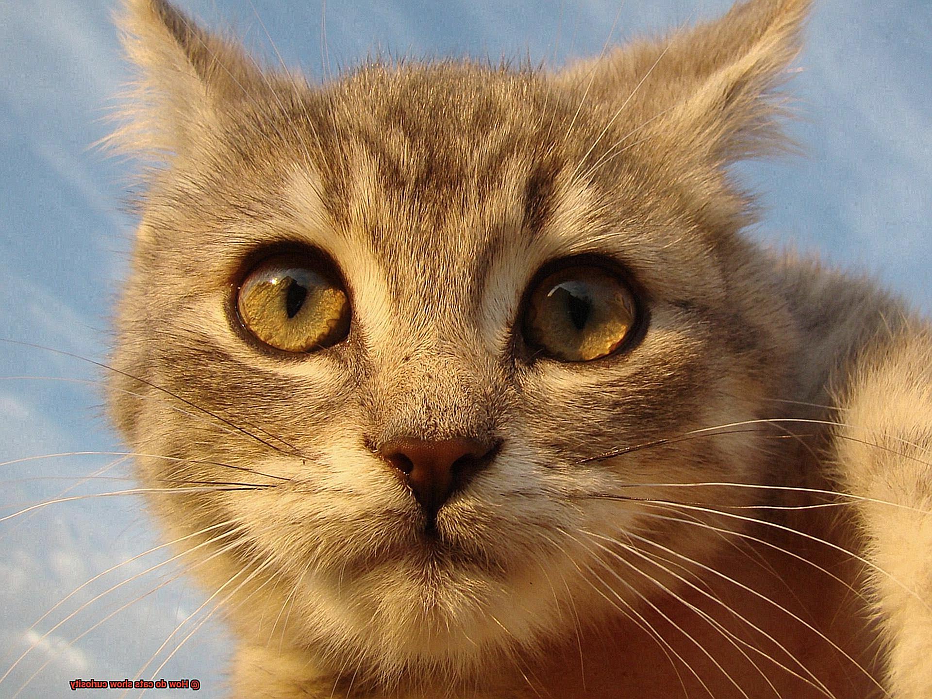 How do cats show curiosity-2