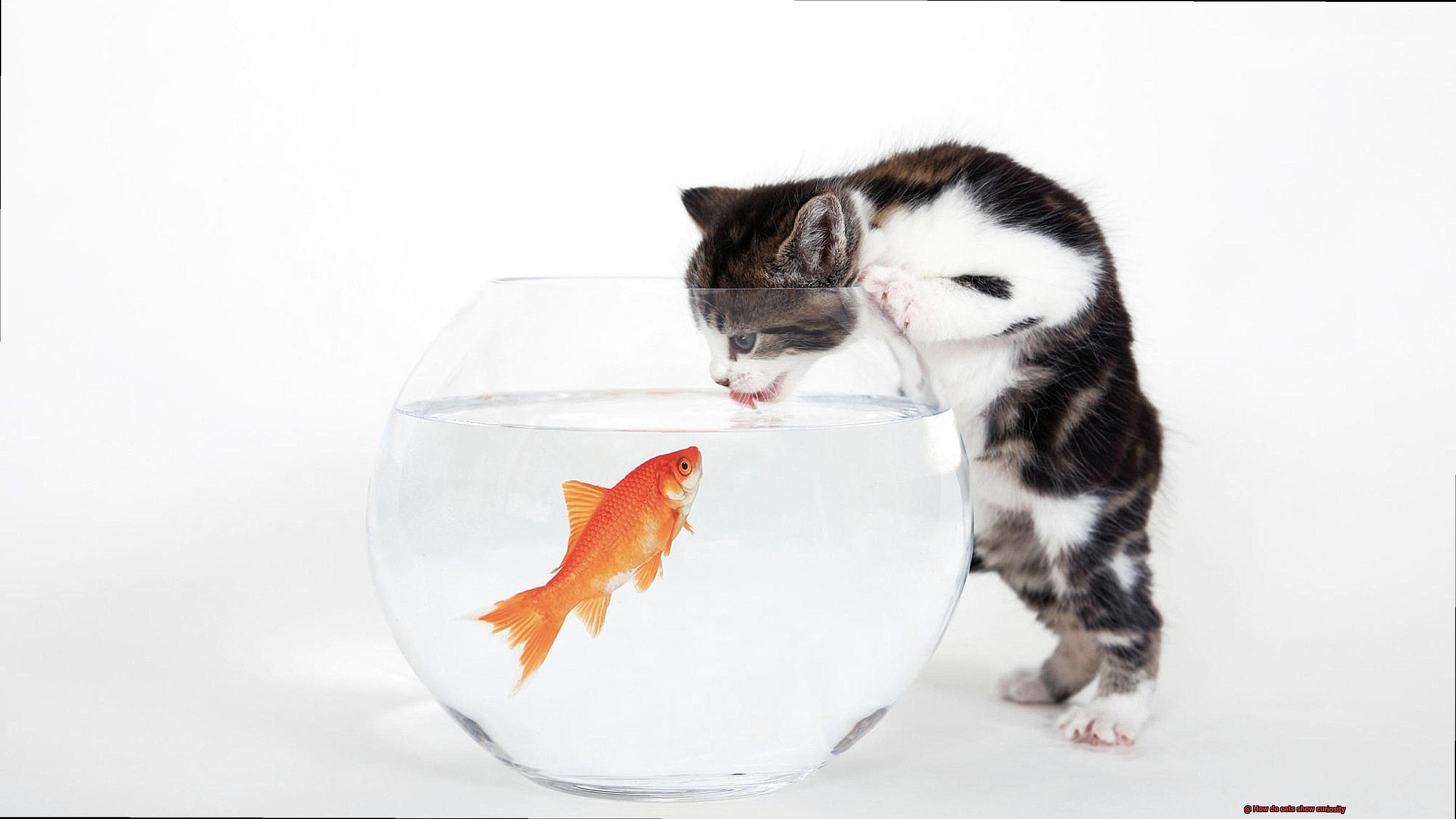 How do cats show curiosity-4