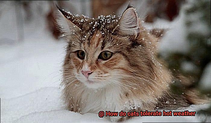 How do cats tolerate hot weather-2