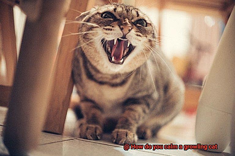 How do you calm a growling cat-2