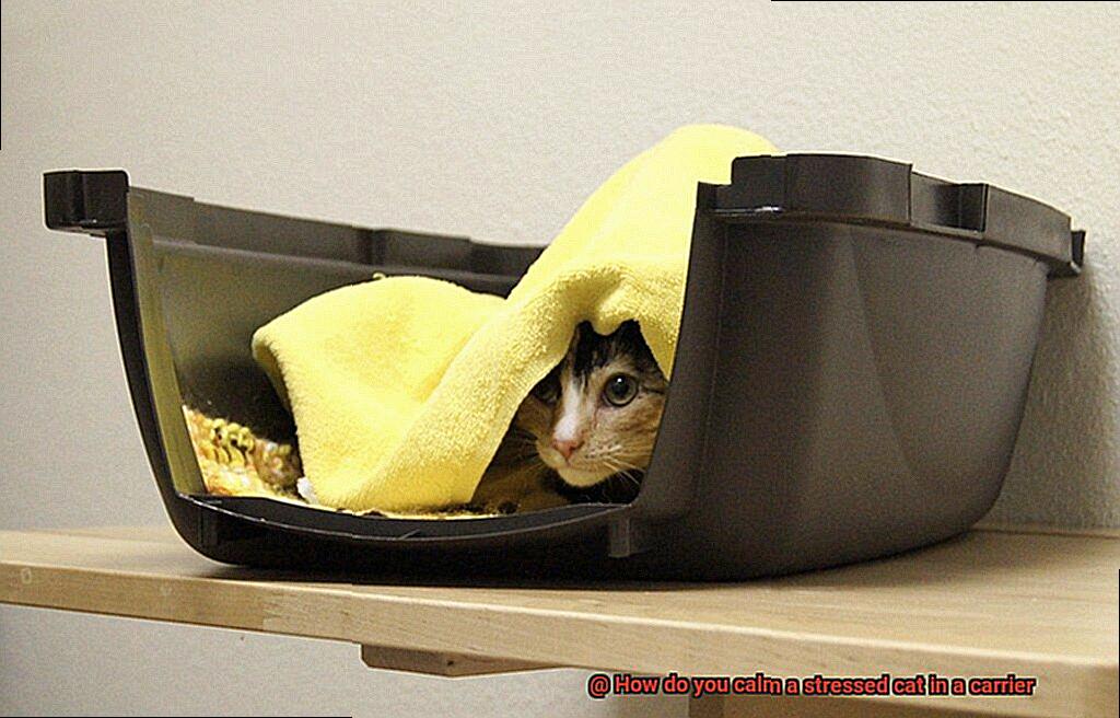 How do you calm a stressed cat in a carrier-2
