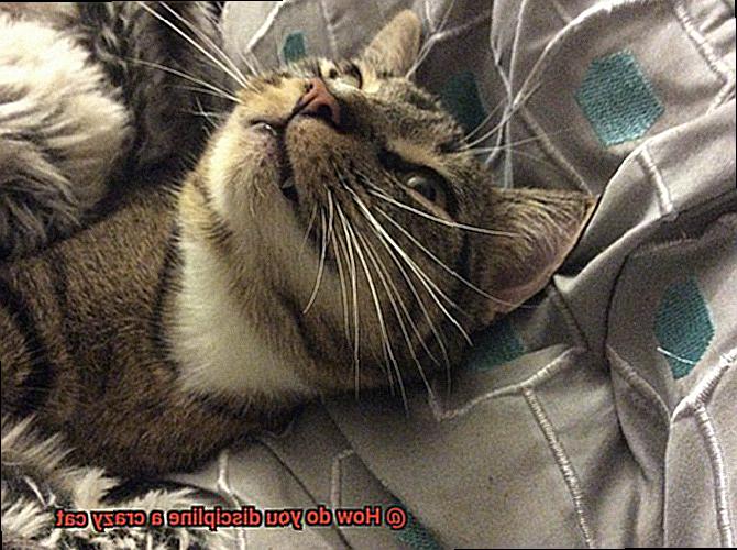 How do you discipline a crazy cat-2