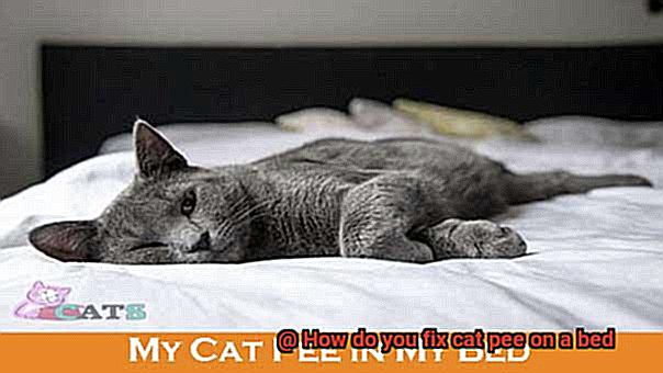 How do you fix cat pee on a bed-2