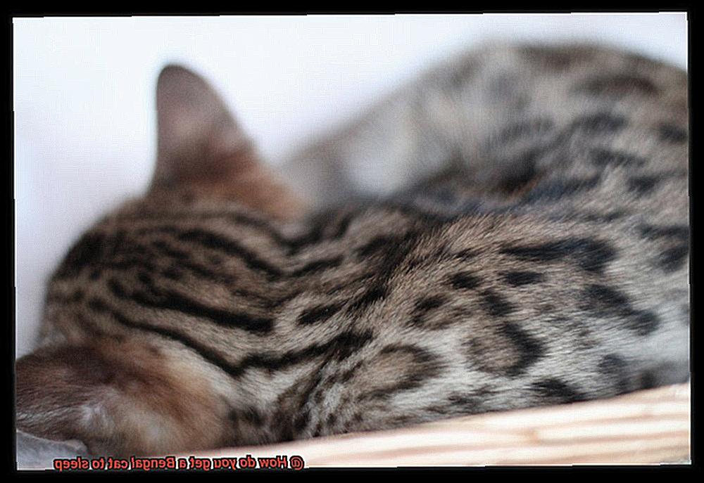How do you get a Bengal cat to sleep-2